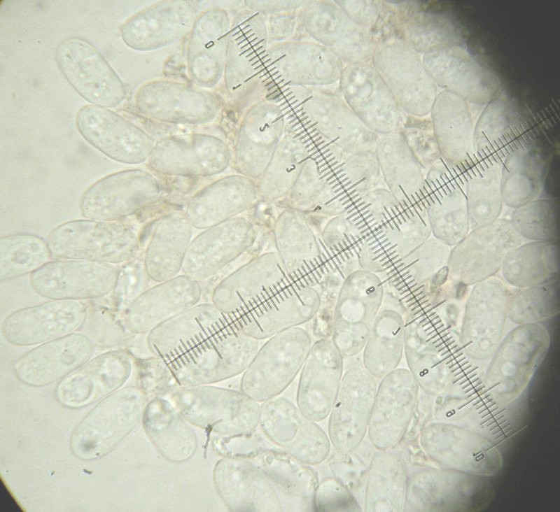Peniophora aurantiaca? (Peniophora aurantiaca)